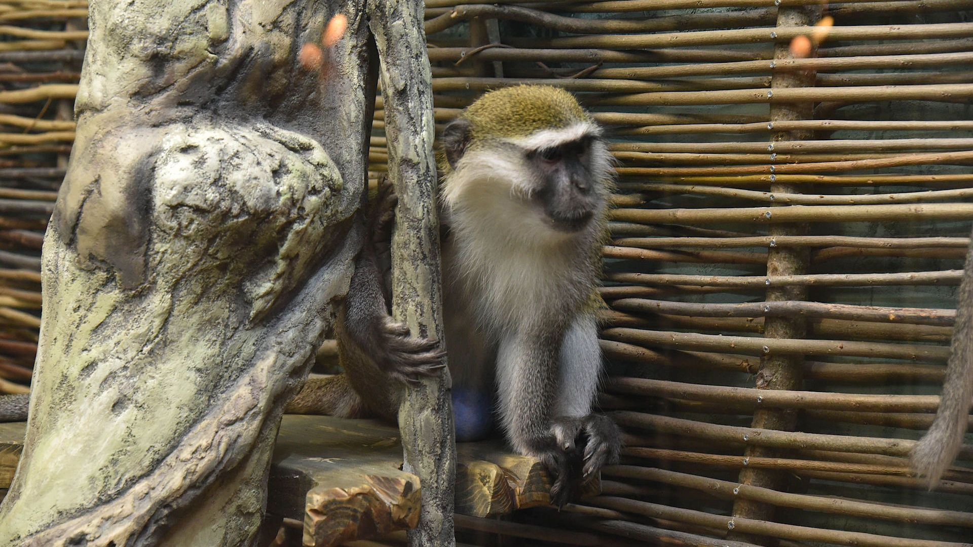 Воронежцев пригласили в зоопарк на «Лабораторию ZOO»