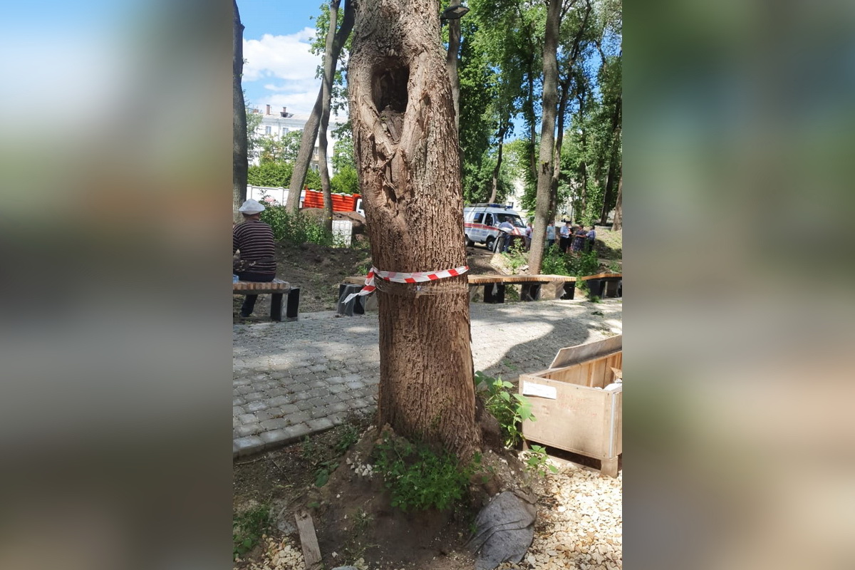 Опасные деревья в воронежском «Орленке»