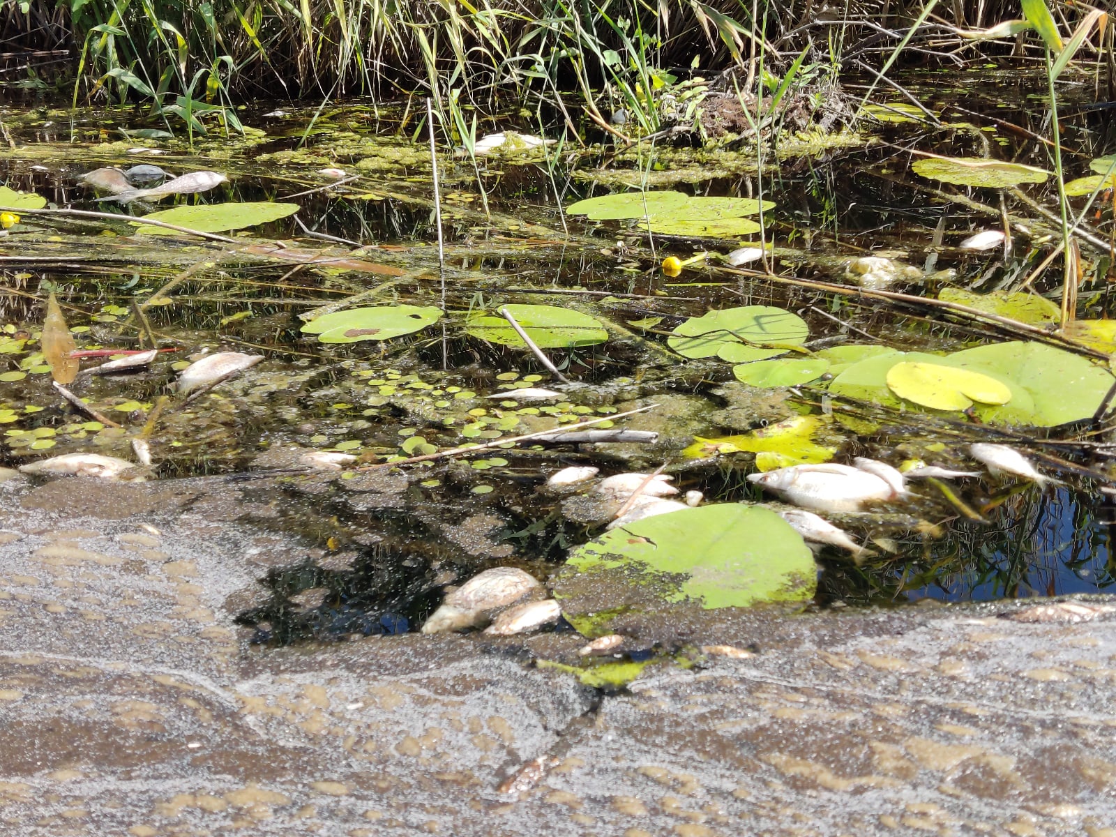 Александр Турцев