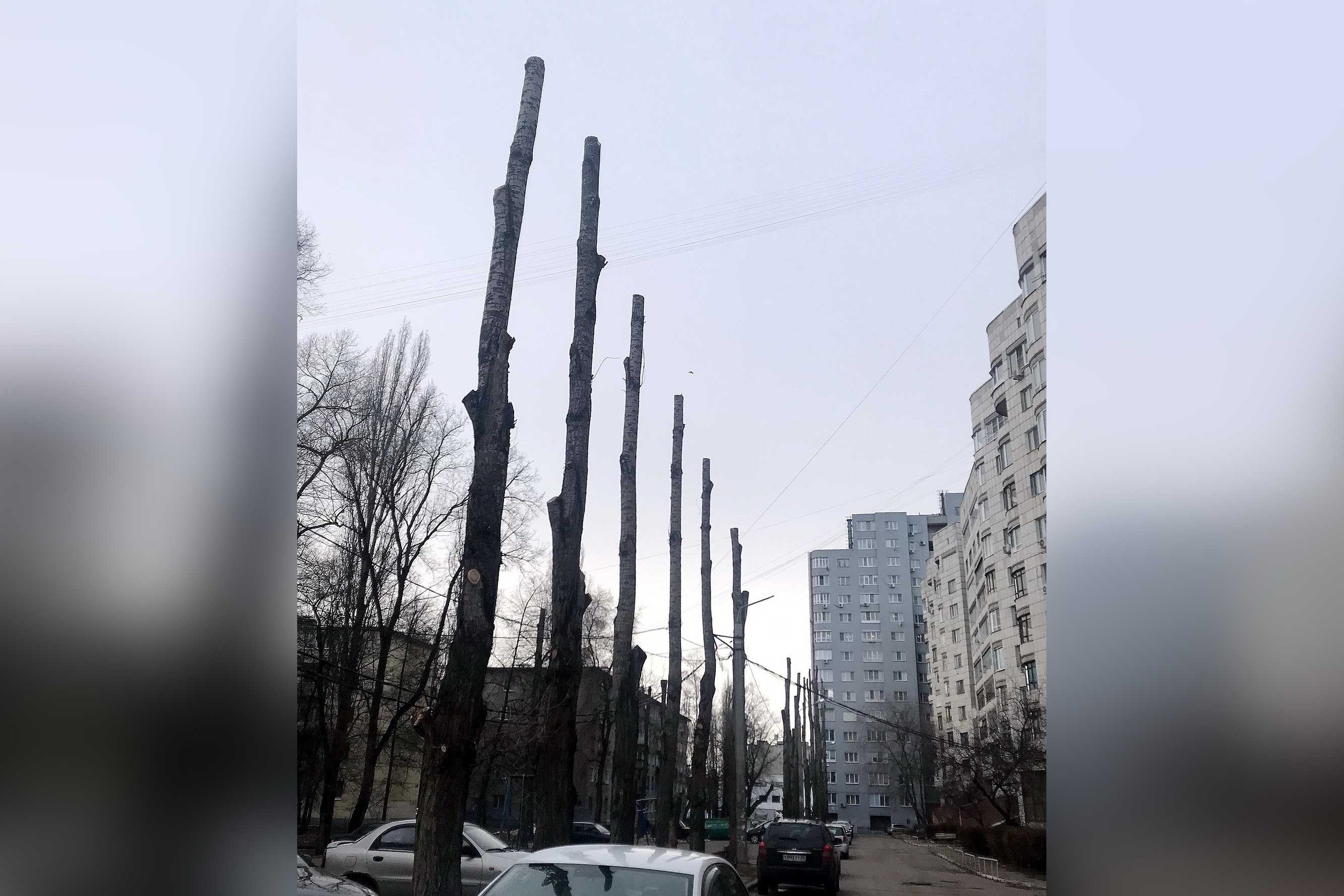 В Воронеже провели обрезку деревьев без разрешения