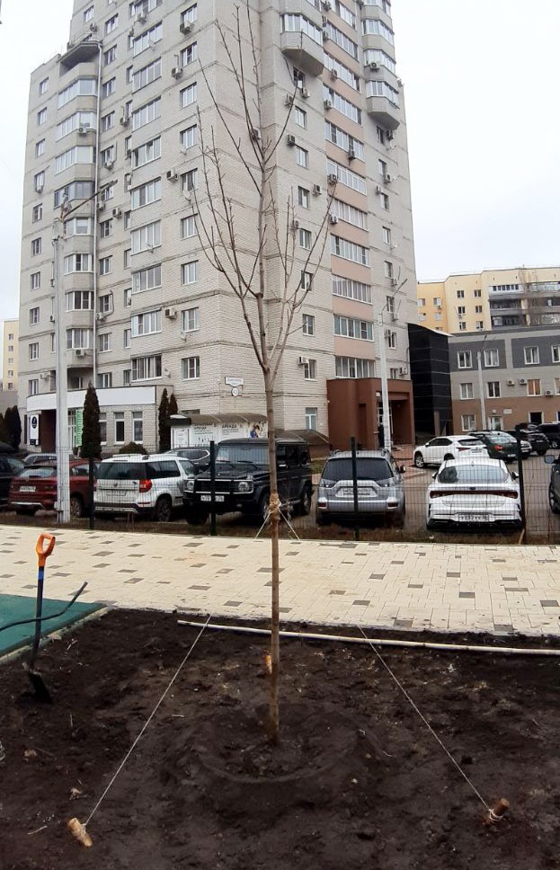 150 деревьев высадят в Воронеже