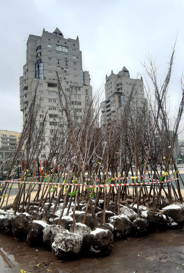 Высадка деревьев в Воронеже