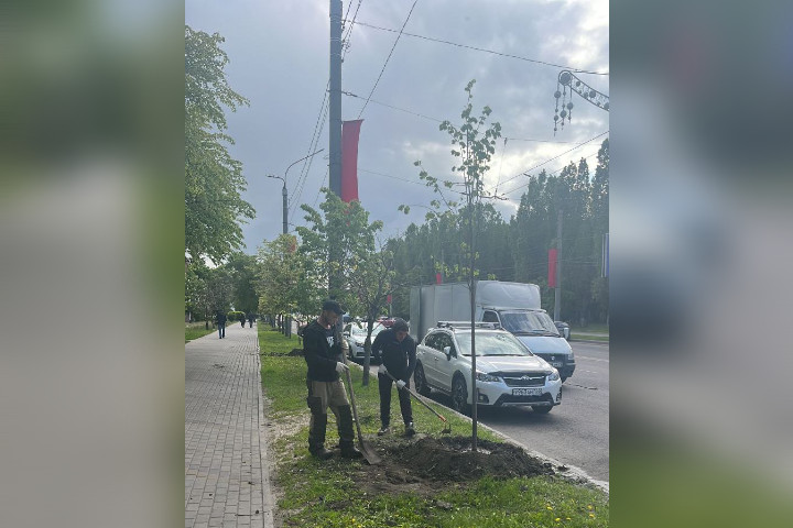 Посадка деревьев на улице Ворошилова в Воронеже
