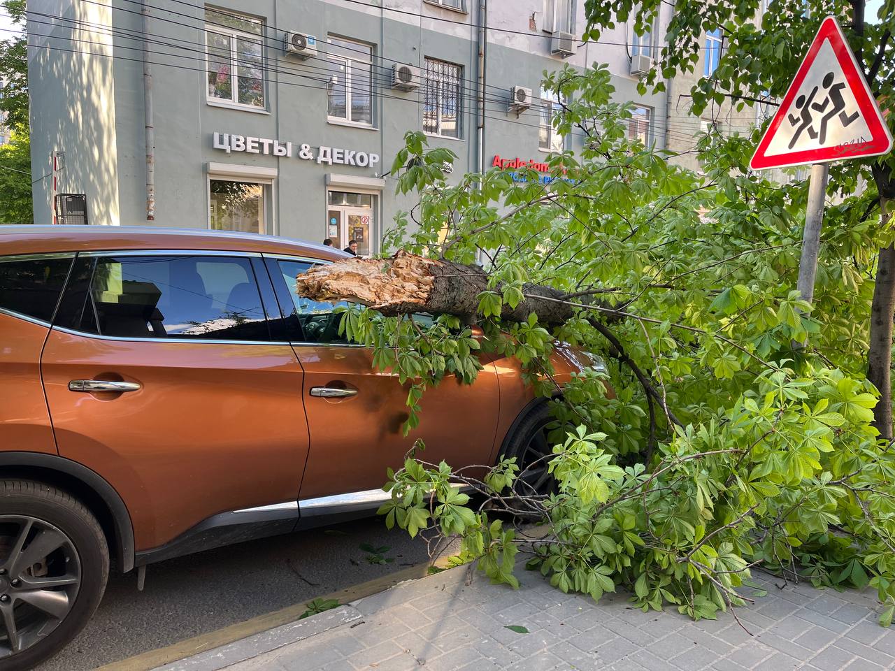 Дерево рухнуло на автомобиль в центре Воронежа