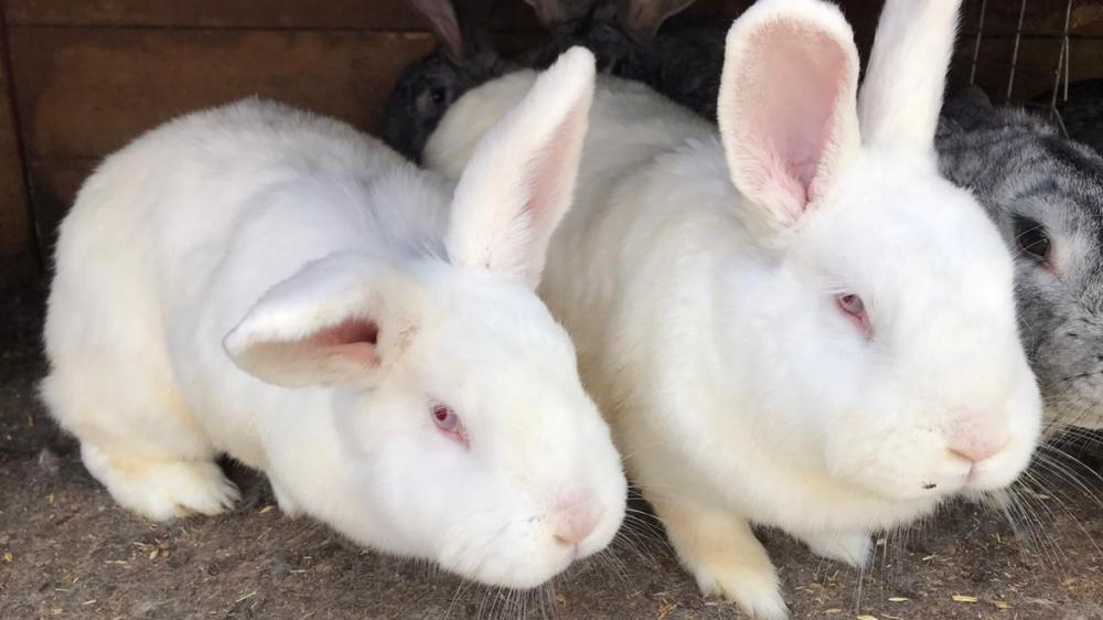 Как сделать клетки для кроликов своими руками — фото видео и чертежи крольчатников с размерами