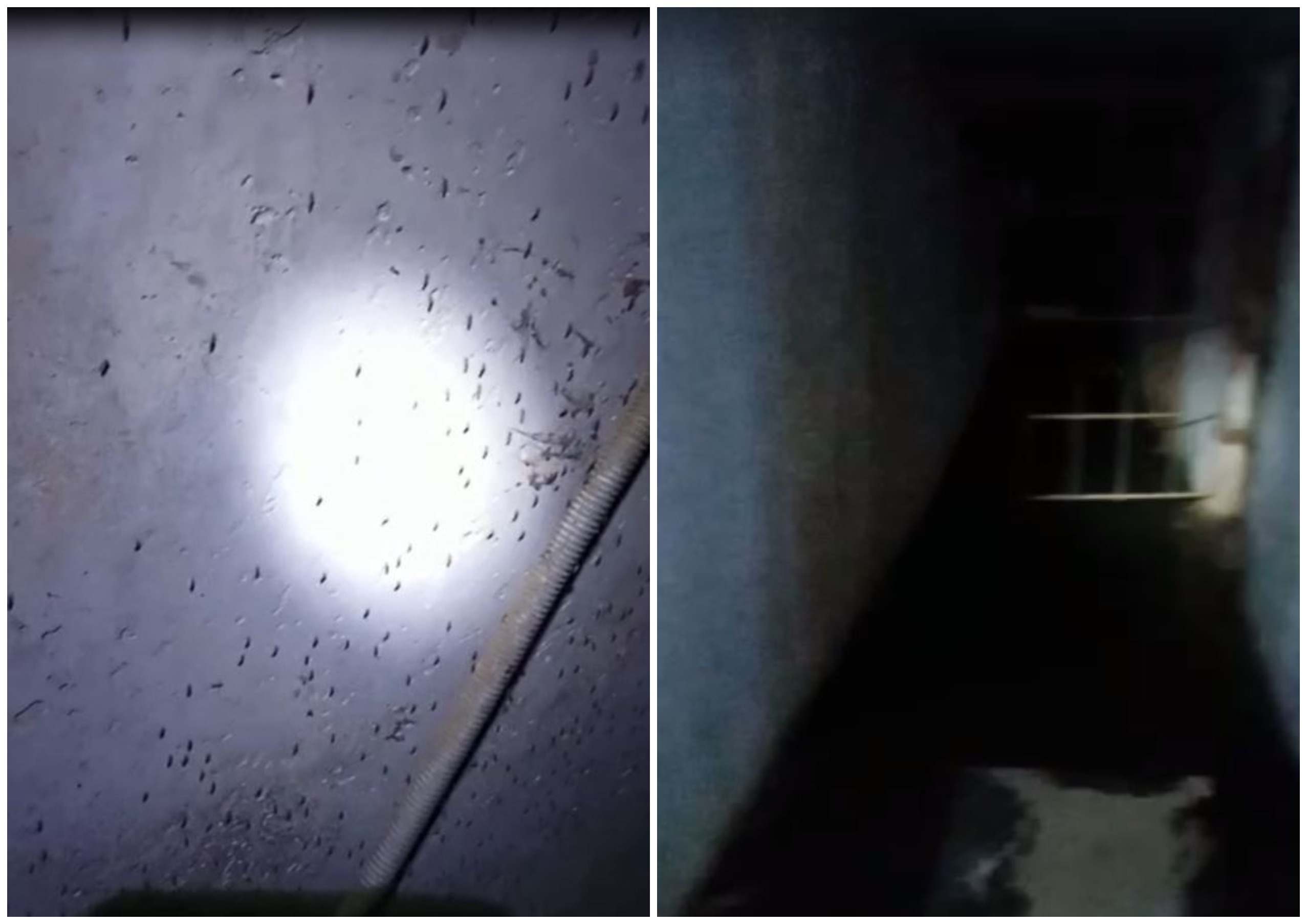 Жительница многоэтажки в Воронеже пожаловалась на комаров в подвале и черные стены в подъезде