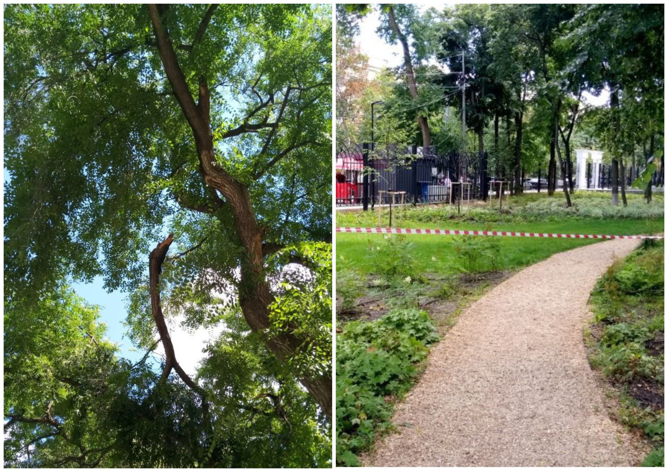 Часть парка «Орленок» в Воронеже огородили из-за падения крупной ветки
