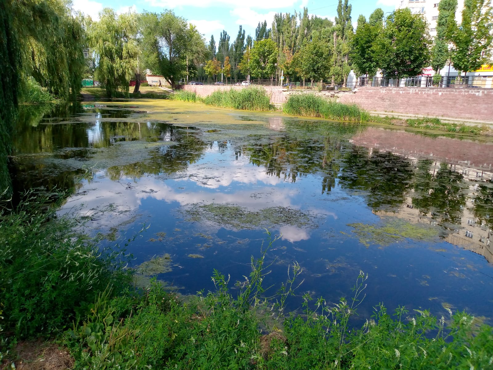В Воронеже покрылся тиной пруд в сквере «Чайка»