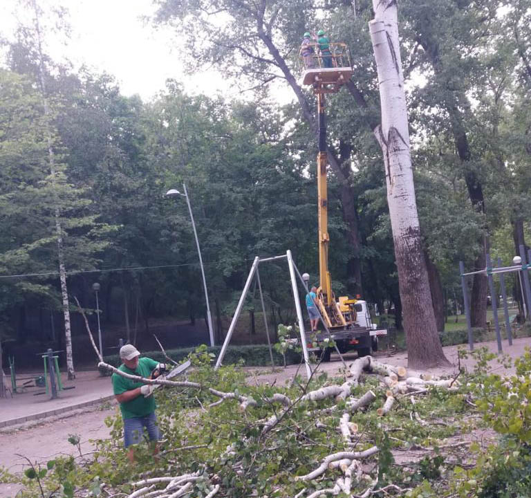 Дерево упало возле детской площадки в Центральном парке Воронежа