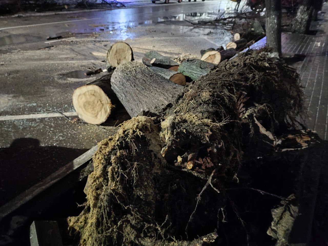 Падение дерева на улице Куколкина в Воронеже попало на видео
