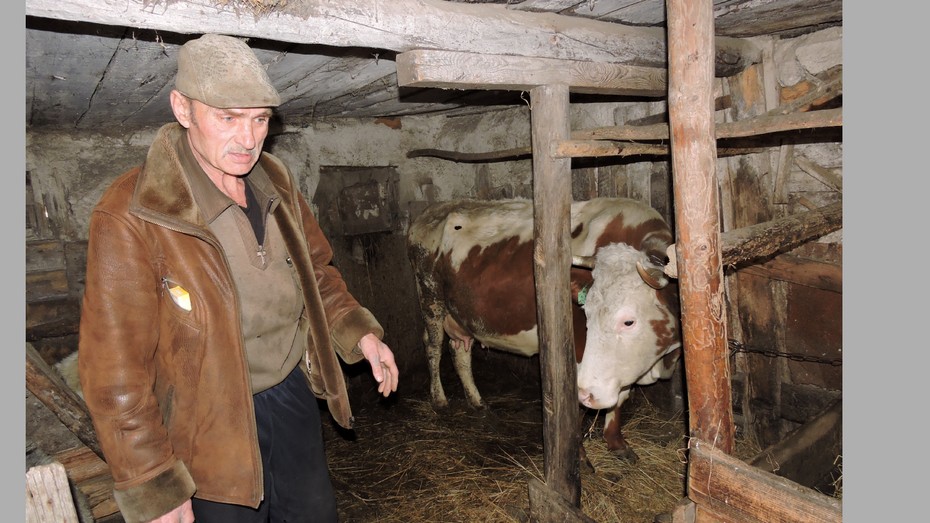 Сергей Головко получил 100 тыс. рублей и купил корову Марту