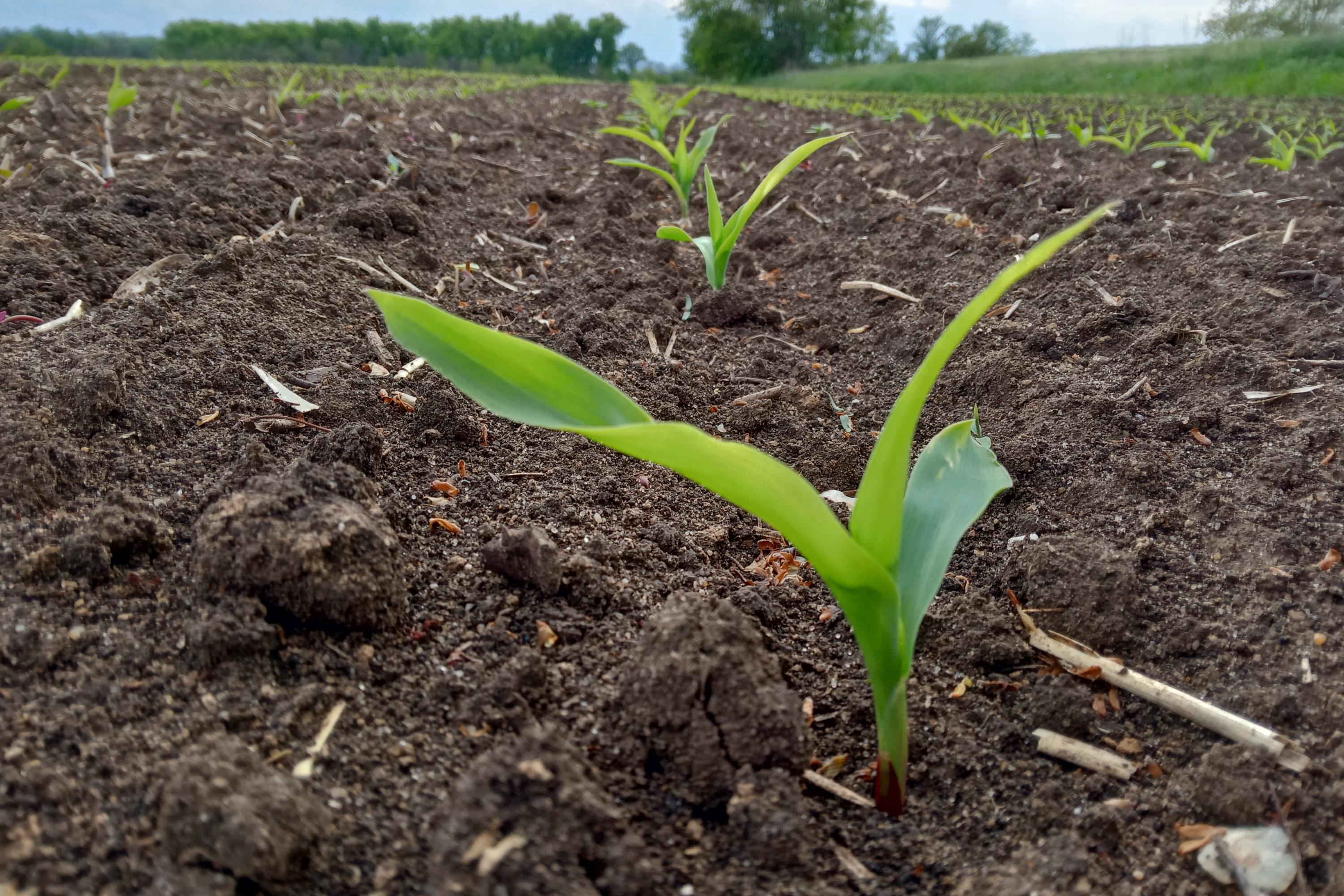 Всходы кукурузы на полях сельхозпредприятия «Ритм». Фото Елены Турчиной