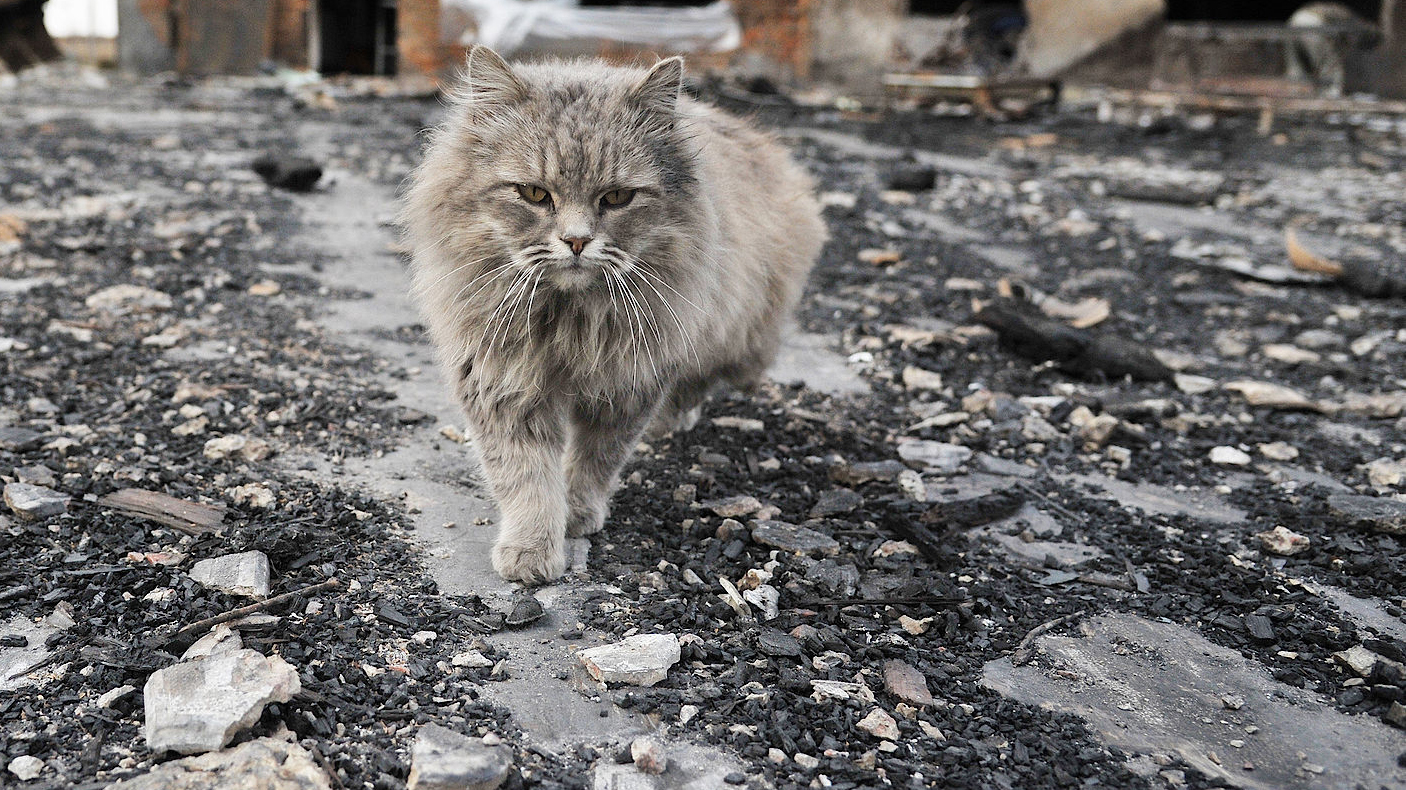 Жилой дом сгорел в Павловском районе Воронежской области: спасен кот