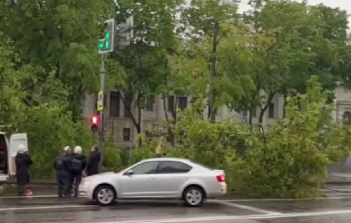 Дерево рухнуло перед площадью Ленина в Воронеже