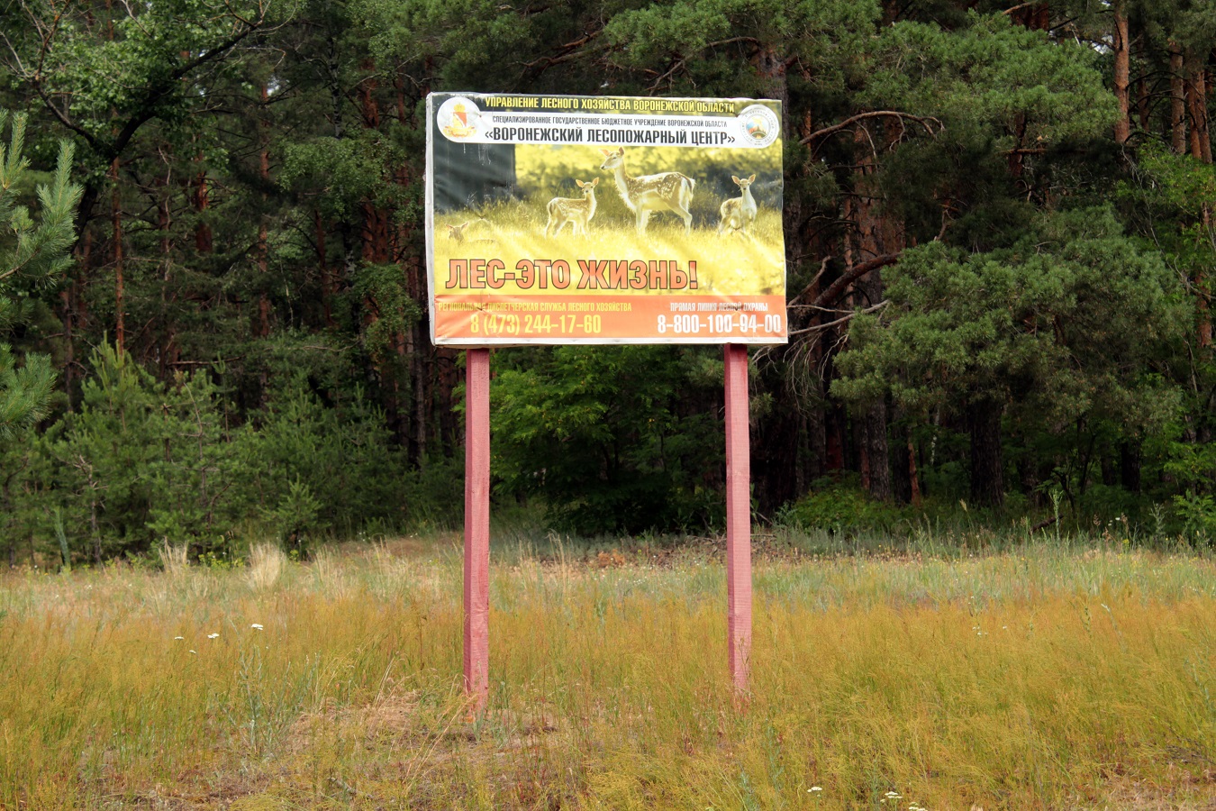 Запрет на посещение лесов в Воронежской области продлят до середины августа