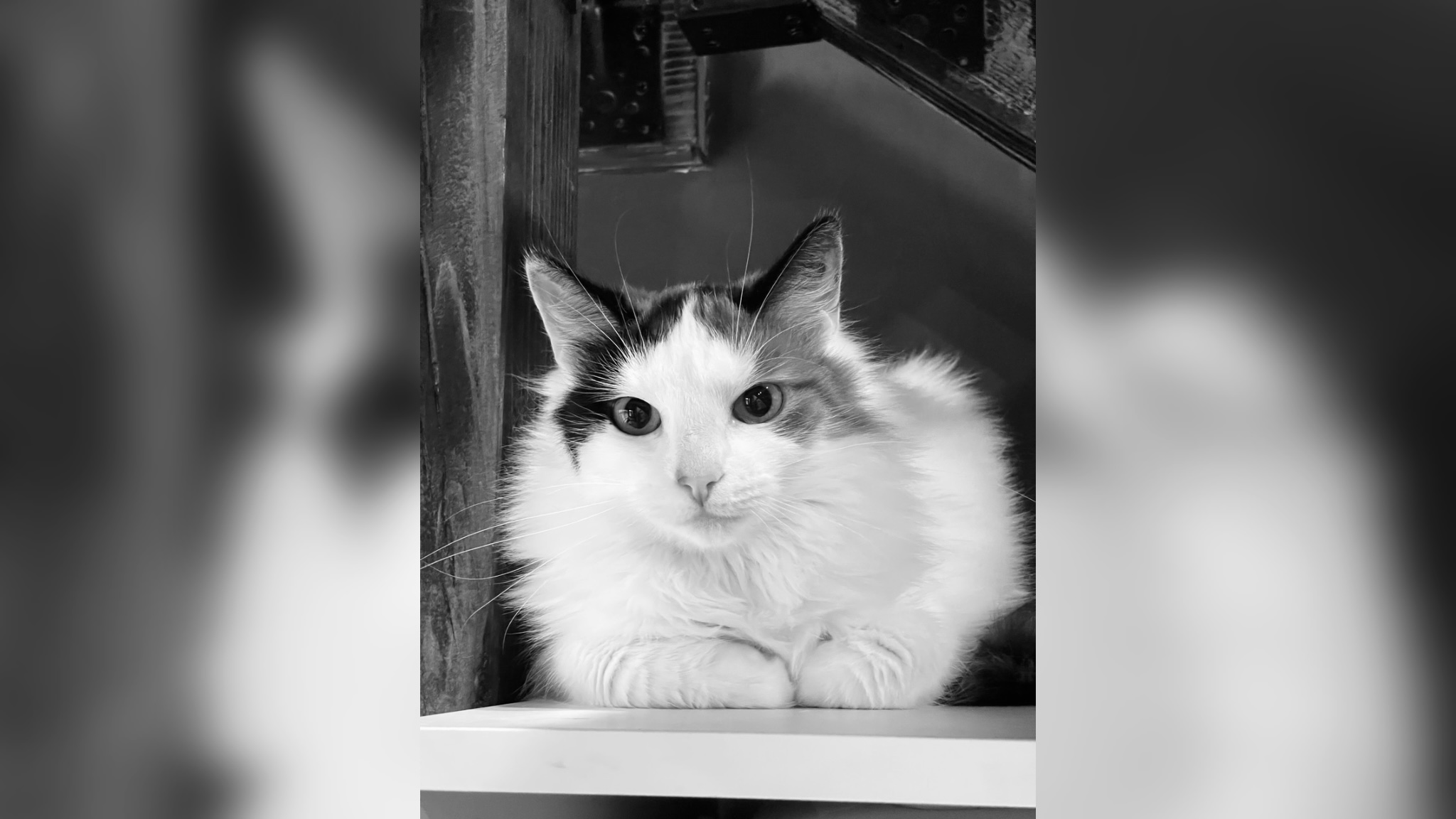 Фото – vk.com/meowroom36