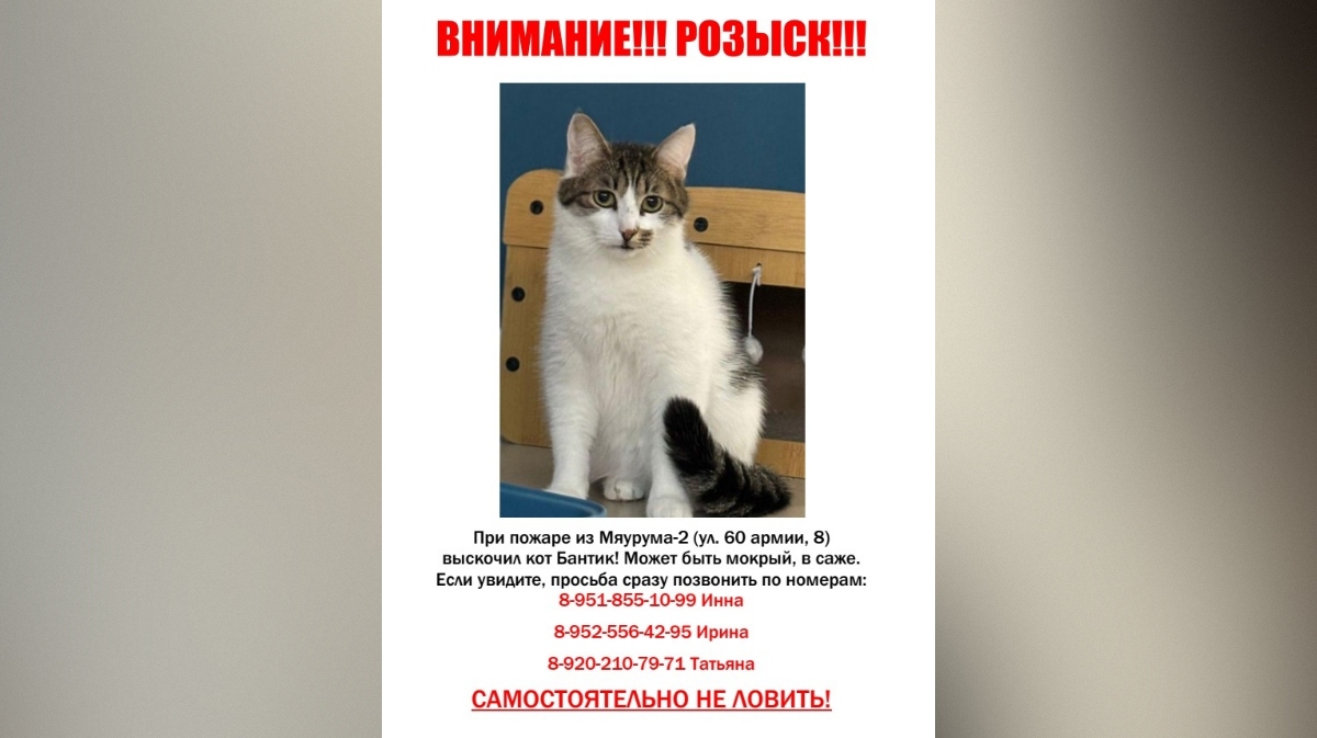 vk.com/meowroom36 vk.com/meowroom36