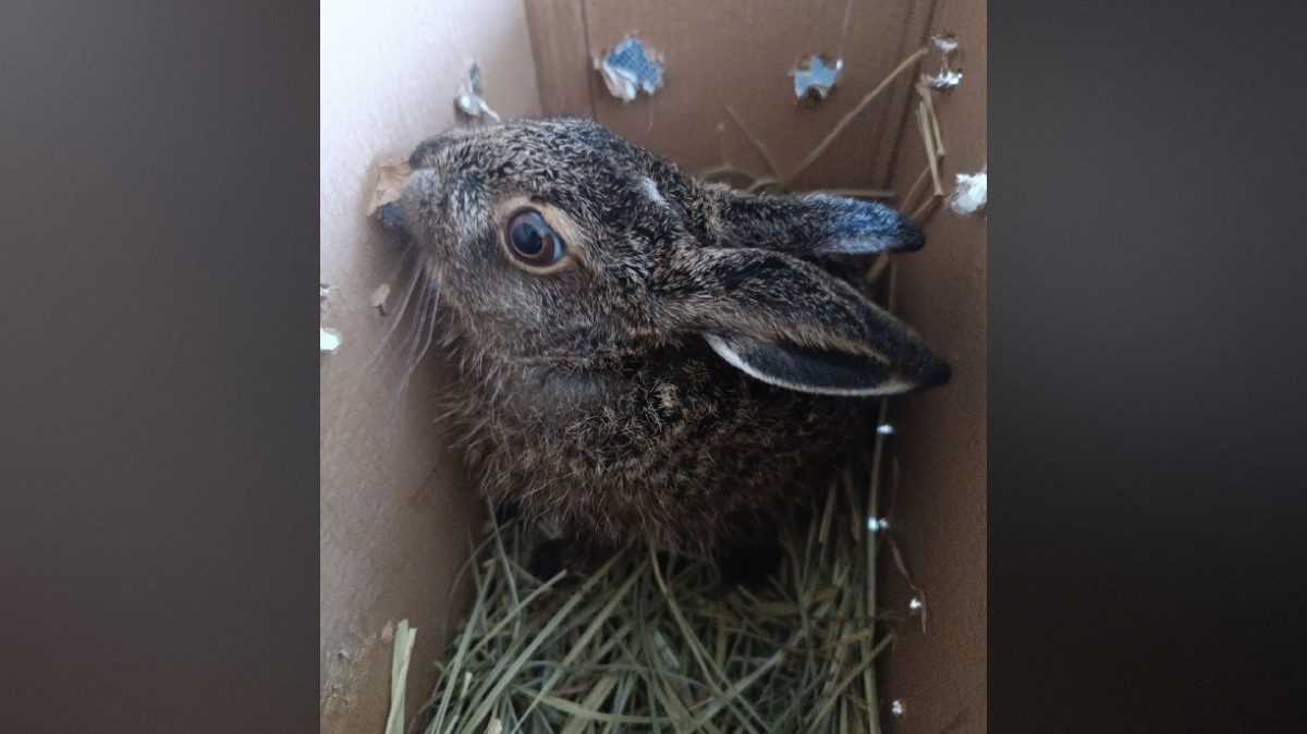 t.me/wild_animal_vrn