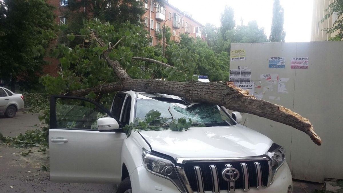 В Воронеже упавшее дерево разбило Toyota