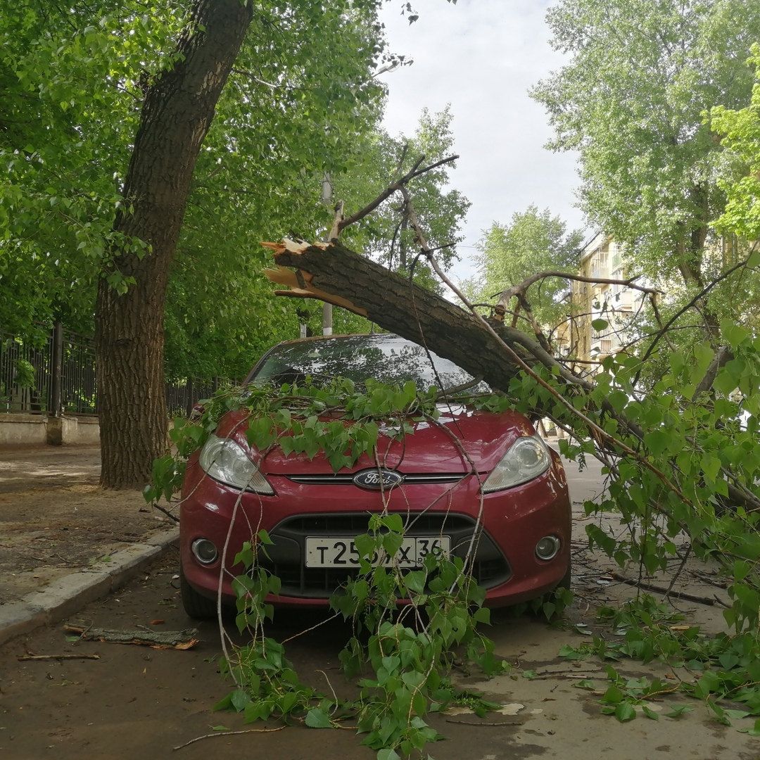 В Воронеже ветки деревьев упали на «Ладу» и Ford во время грозы в ночь на 9  мая