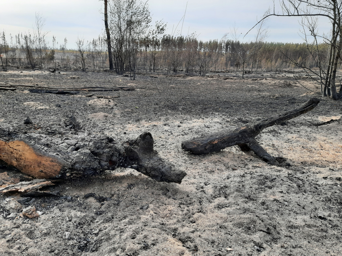 Собственник пострадавших при пожаре участков в Воронежской области  обратился в полицию