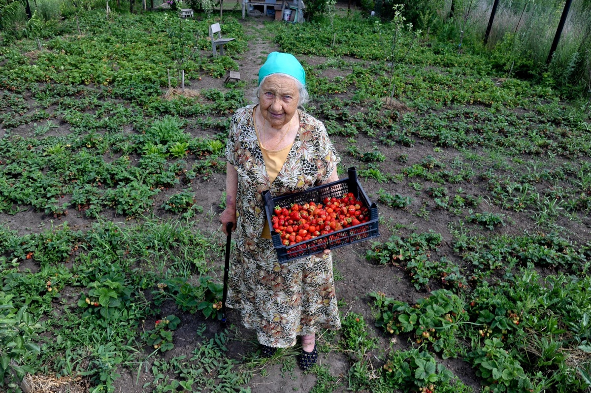 Бабушкина клубника. В Воронеже ищет преемника 85-летняя садовод