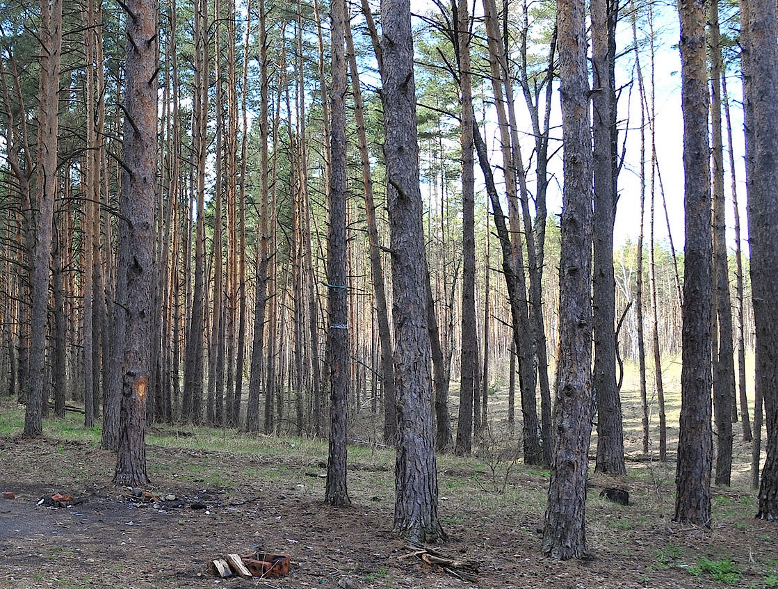 Деревья воронежской области фото