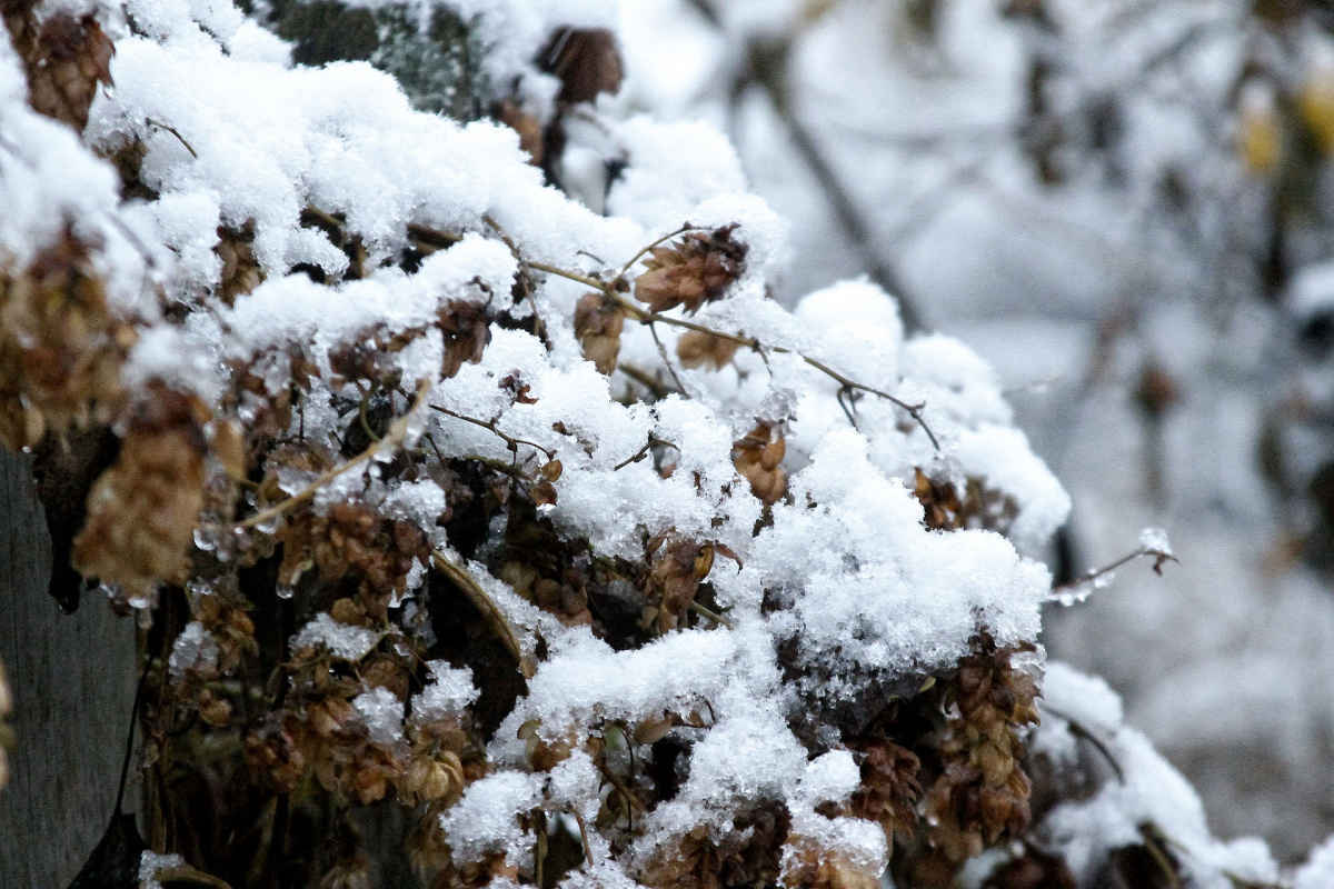 Ноябре выпадет снег. Деревья в снегу. Экология зимой. Устойчивый снежный Покров зимой. Снег фото.