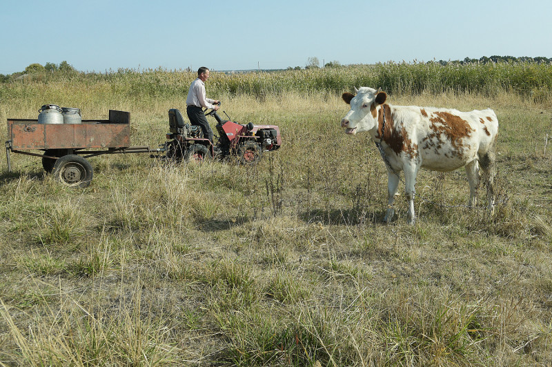 воронежский поселок скот корова