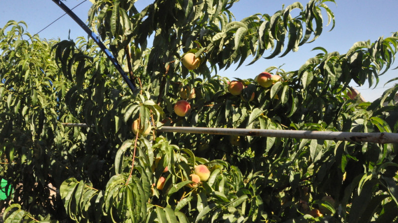 персик плоды садовод Репьевка