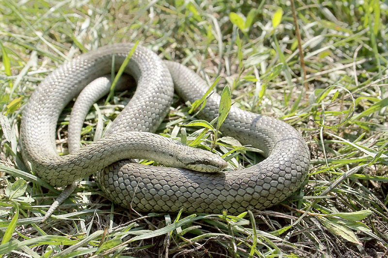 Змеи в курганской области фото с названиями и описанием