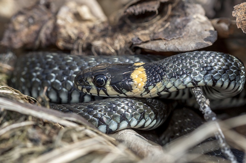 Описание змеи воронежской области фото и описание