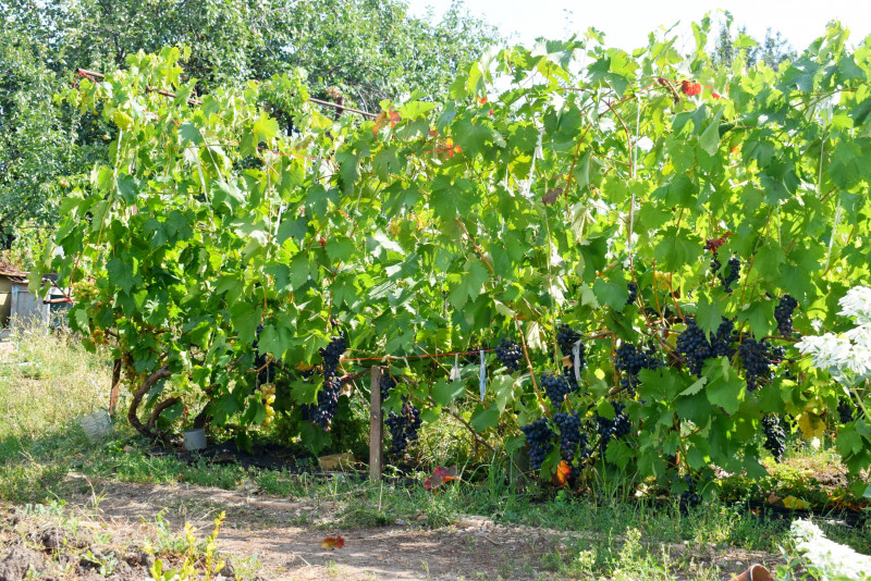 Жительница Воронежской области вырастила более 40 сортов винограда