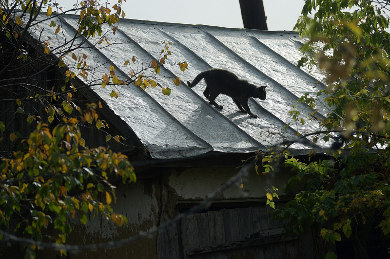 воронежский сельский дом кошка 