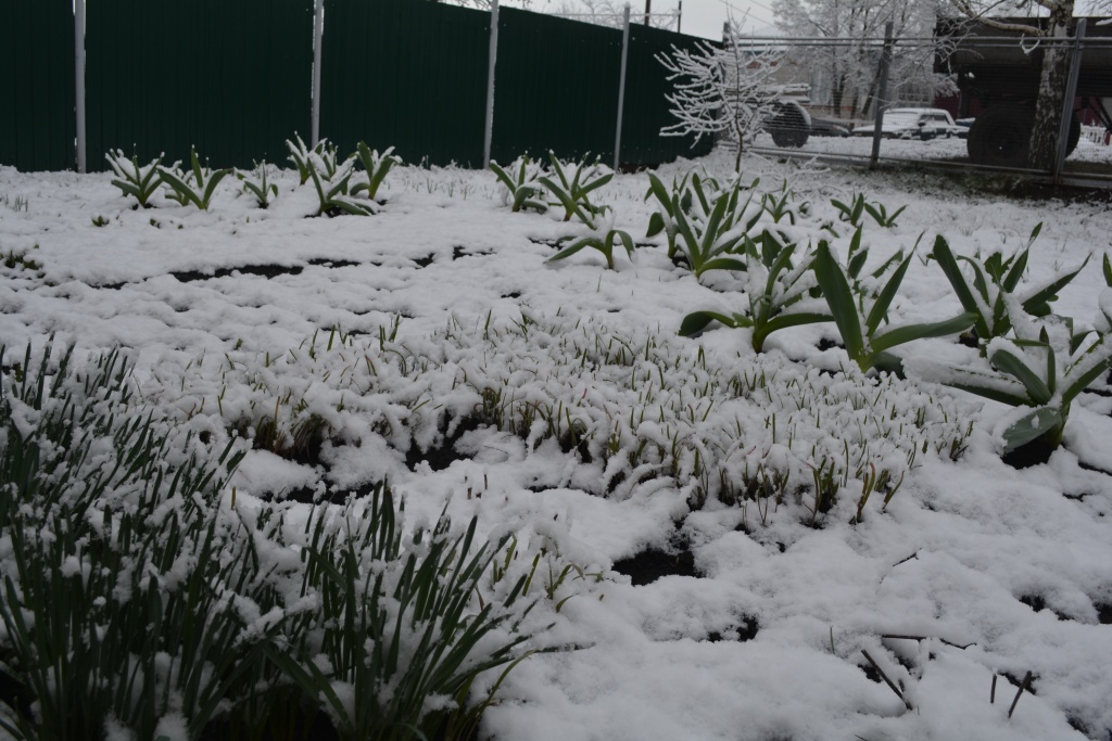 снег2.jpg снег2.jpg