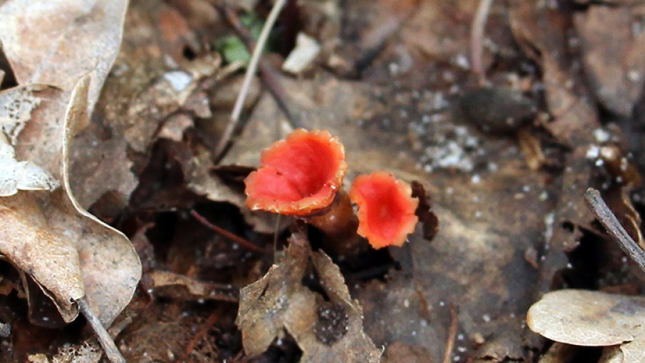 В Воронежском заповеднике нашли ярко-алые грибы