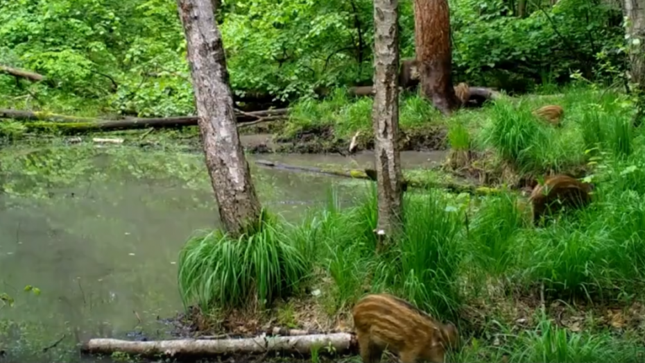 Популяция кабанов. Численность диких кабанов в россии. Кабаны в ленинградской области. Кабаны в крыму. Популяция кабанов в заповеднике.