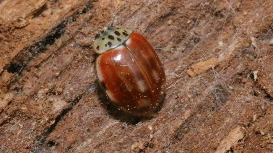 жук 11. металлический жук в природе. жук долгоносик вредитель. Nedius quadrimaculatus. жуки санкт-петербурга.