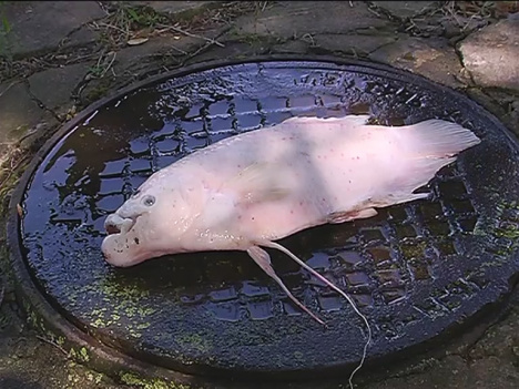 Рыбы воронежского водохранилища. Что на дне Воронежского водохранилища. Рыба в Воронежском водохранилище. Дно Воронежского водохранилища. Находки в Воронежском водохранилище.