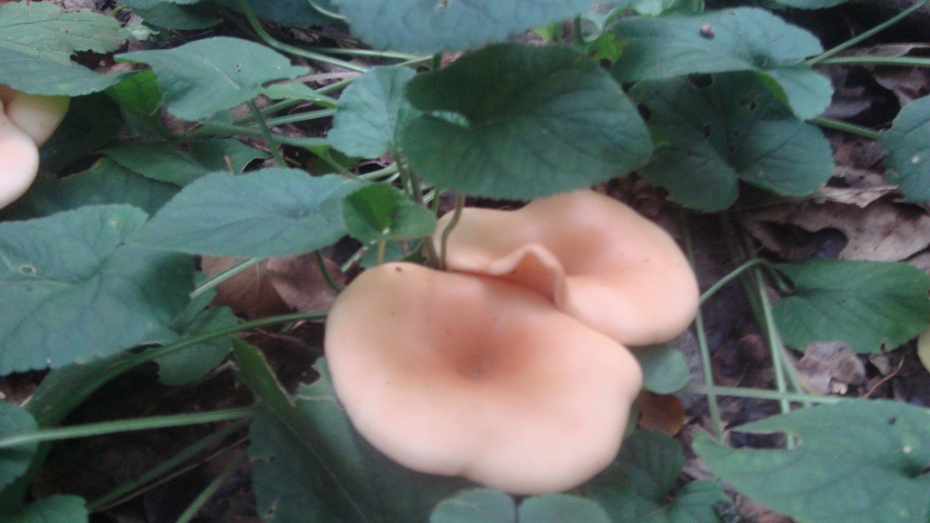 В Хохольском районе из-за обильных дождей выросли осенние грибы