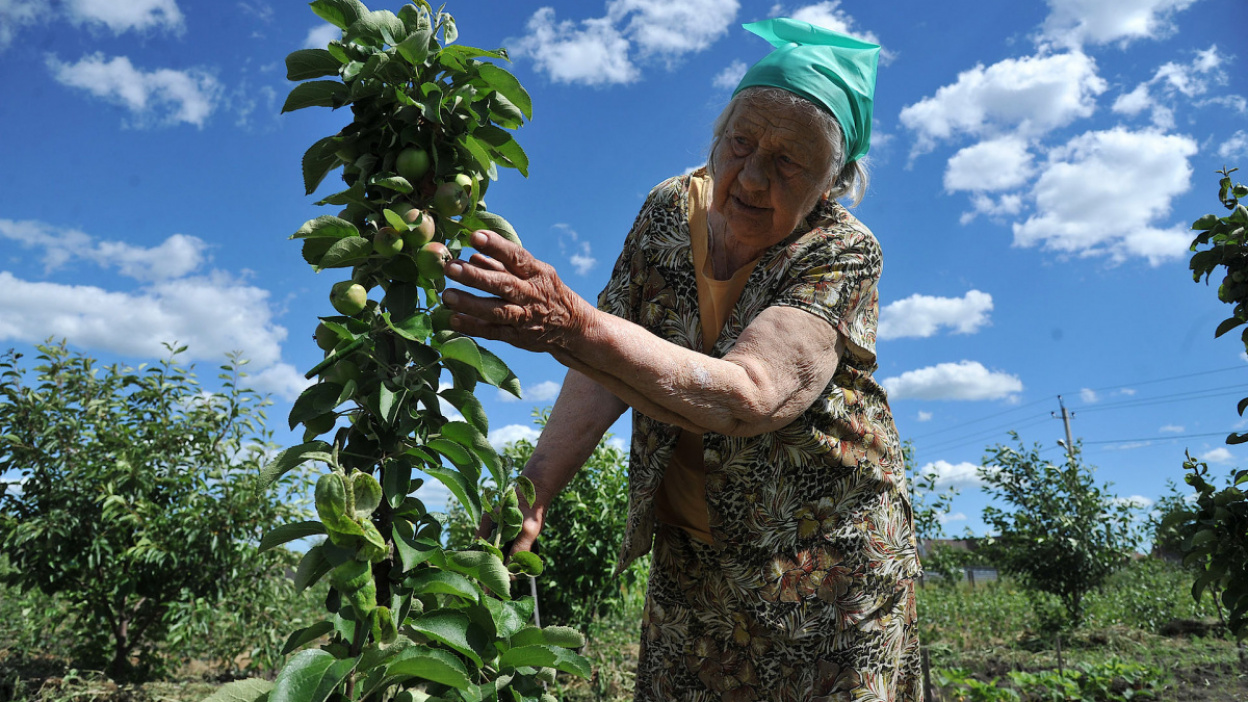 садовое товарищество кыштым. агроном овощевода сергей сергеевич ботаника. лучший фермер лужского района. фермеры и садоводы кыштыма. фото ярмарка томск фермеры.