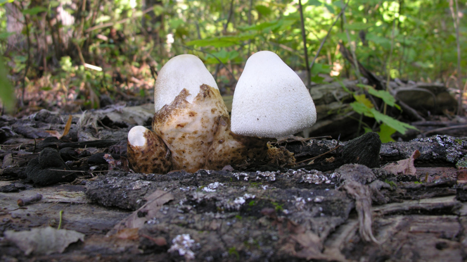 В Воронежском заповеднике нашли 9 редких грибов
