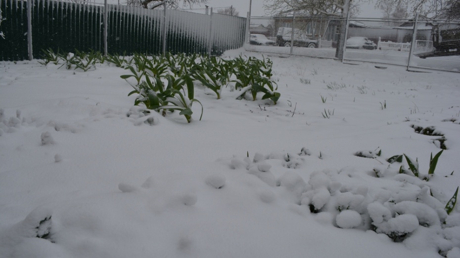Выпал снег апрель. Июньский снег. Снежок в июне. Снег выпал в Пустошке. Снег в апреле Линево.