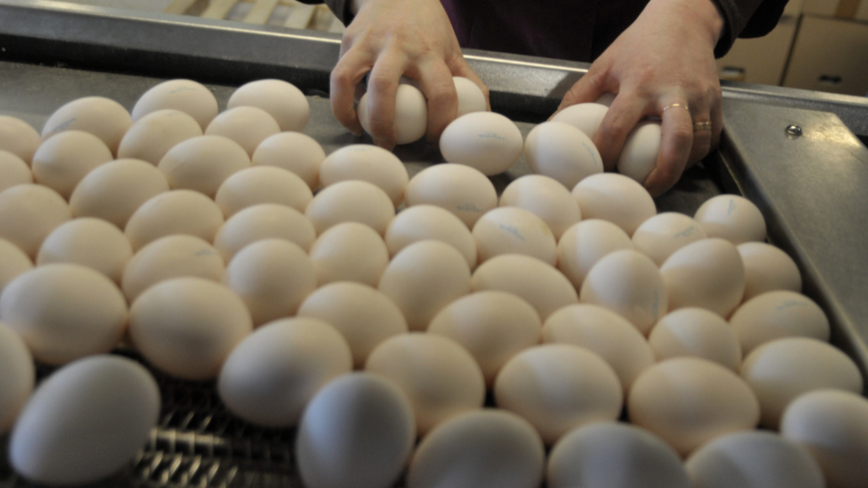 Где найти яйца в брук. Яйца производители. Фабрика яиц. Самая большая фабрика яиц. Птичьи яйца.